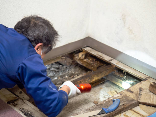 Best Commercial Mold Remediation in Zebulon, NC