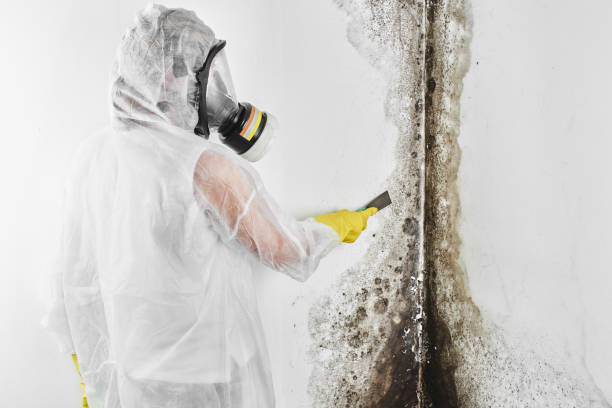 Best Black Mold Remediation in Zebulon, NC