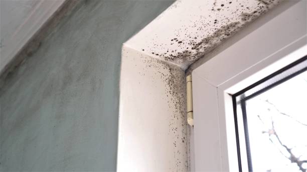 Best HVAC Mold Remediation in Zebulon, NC