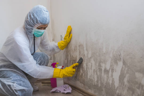 Best Kitchen Mold Remediation in Zebulon, NC