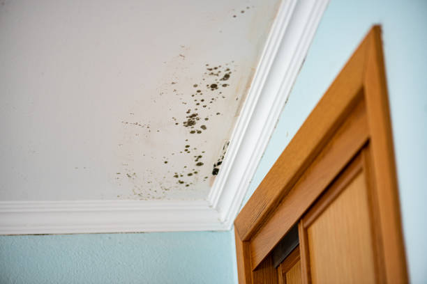 Best White Mold Remediation in Zebulon, NC