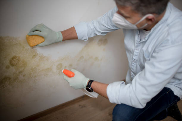 Best Crawl Space Mold Remediation in Zebulon, NC