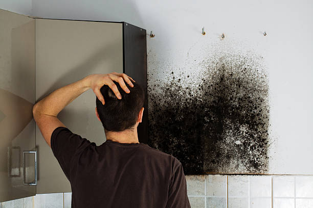 Best Residential Mold Remediation in Zebulon, NC
