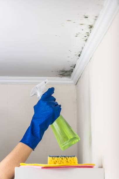 Best Residential Mold Remediation in Zebulon, NC
