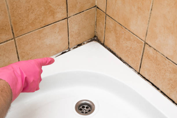 Best Localized Mold Remediation (e.g., coastal areas, humid climates) in Zebulon, NC