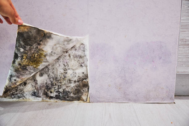 Best Emergency Mold Remediation in Zebulon, NC